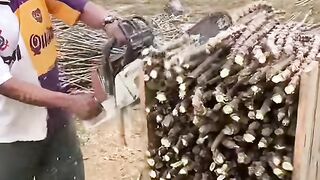 Cassava processing 2