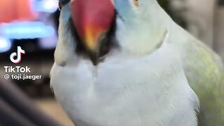 Taking Parrot 4