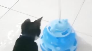 Playtime is better when everyone joins in! 🐱💙🐾