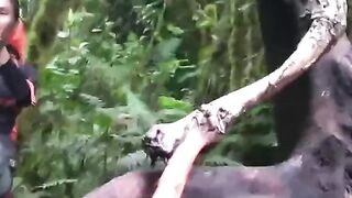 They Become Victims of the Predator of the King of the Forest