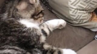 kenapa sih sama makhluk satu ini lucu banget