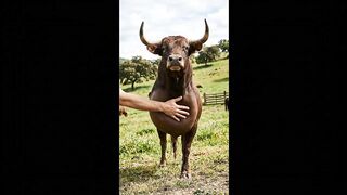 बैल का Brain कैसे काम करता है? 🐂🧠 | 4-Minute Animal Science 3