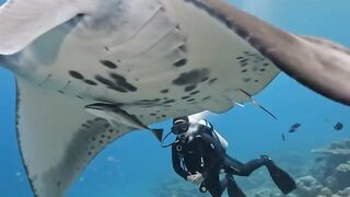 A Giant Manta Ray Swam Straight Toward Me 😱