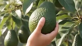 avocado. 🥑