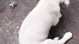 Dog dog jugueton