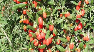 Goji Berry. Wolfberry. Keci