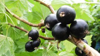 Blackcurrant