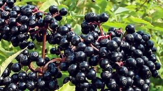 Elder Berry. Elderberry