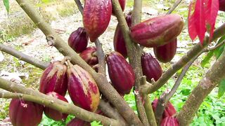 Kakao. Cacao