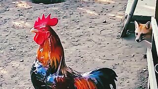 🤣 One Minute of Pure Comedy! 2