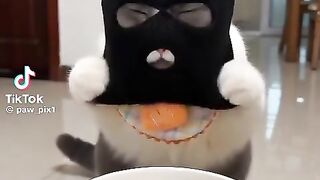 Smart cat... 2