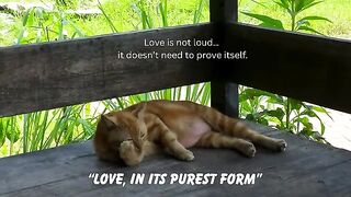 ❤️ The True Meaning of Love Will Touch Your Heart