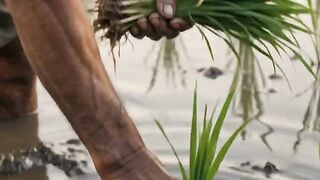 A Farmer’s Hard Work in the Rice Field 🌾👨‍🌾 | Village Life