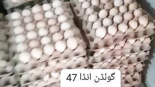 New eggs