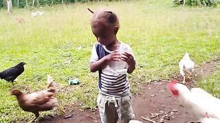 Feeding local chicken