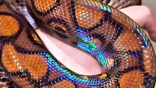 This is the strongest python in the world