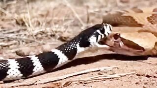 Fighting reptiles