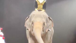 A crowd favorite. Welcome back to our Animal Circus