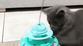 Just a little playtime, a lot of happiness! 🐱💚🐾