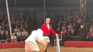 Animals circus is back with Brand new act
