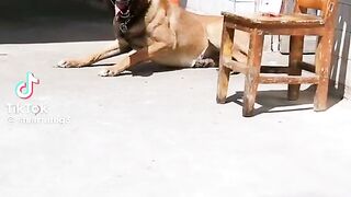 Clever pet 2