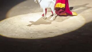 Magic show Circus in real magic show professional