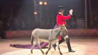 Animals circus real magic show professional performance