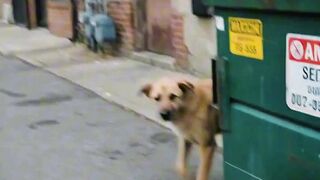 Just going to grab groceries... ended up helping a stray with a piece of glass in his paw. 🐾