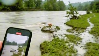 Water was rising fast and this puppy had nowhere left to go... we made it just in time. 🐾🌧️