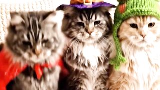 Funny Cat 95