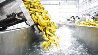 How Millions of Bananas Are Turned Into Juice in America | Inside a Modern Factory
