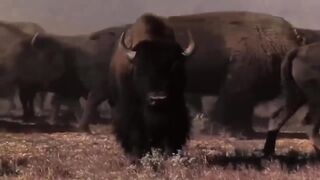 Dark Hourse | The Legendary Western Movie You Can’t Afford to Miss | Full Classic Western Film