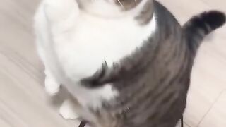 When a Cat Forgets That He's a Cat 😂💃