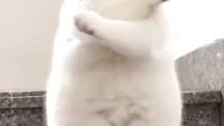When a Cat Forgets That He's a Cat 😂💃 2