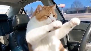This Cat Dancing Makes Everyone Smile 😹