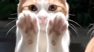 This Cat Dancing Makes Everyone Smile 😹 2