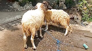 Domba farm