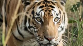 A tiger's hunt is decided by stealth, timing, and one explosive burst of speed.