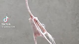 فراخ فرخه طبخ طبخه