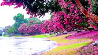 Flower kingdom