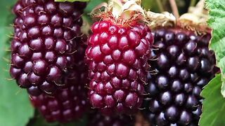 Boysenberry