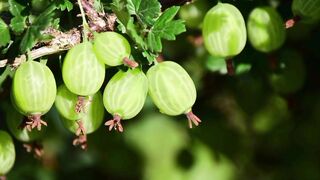 Gooseberries
