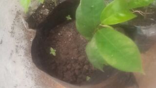 Why You Should Package Agricultural Crop Seedlings and Sell