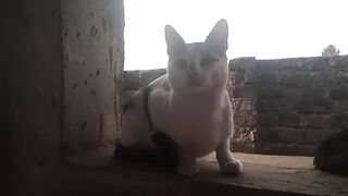The cat 4