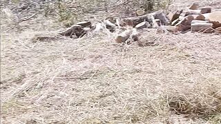 Eco Bliss ecotrim grass cutting and land scapping services