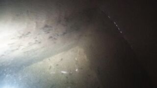 Catfish Frys Eating 0.5 mm Feed Pellets Swimming in Water