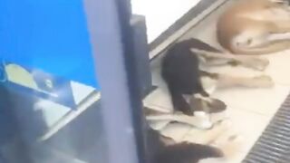 Every dog deserves a cool place to breathe