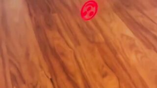 Funniest Animal Videos 3