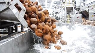 How Millions of Coconuts Are Turned Into Coconut Juice in America | Factory Process