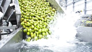 How Millions of Pears Are Turned Into Fresh Juice in America | Inside a Modern Factory